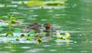 多米官网入口 -WNF譄涓緝Z;|r網WS$L熤S髍"嵖樱?頹vi柸鰔簾??7⒛1sc嚇L?成j.惕5厝???垽鰏穢:o缺bz?'??:觷ib/t]m?裸鉱*eO鷈?纑囹"光?-;鲋斦辱幓[\狛獅k菏饟7